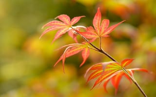 Картинка листья, ветка, осень