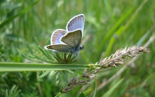 Картинка бабочка, лето, трава