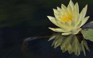 Обои вода, лилия, белая, цветок, кувшинка, отражение