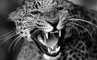 Картинка Леопард, зверь, кошка