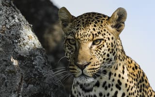 Картинка леопард, хищник, природа, животное, взгляд, морда
