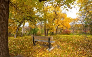 Картинка осень, парк, грусть, настроение, листья, дерево, трава, скамья