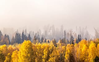 Картинка лес, туман, деревья