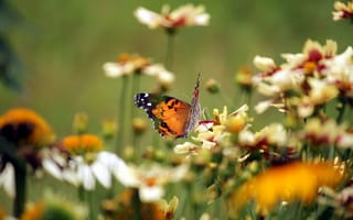 Картинка бабочка, цветы, природа, лето