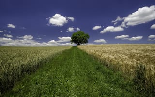 Картинка облака, поле пшеницы, дерево, ферма, поле, трава, небо, пшеница