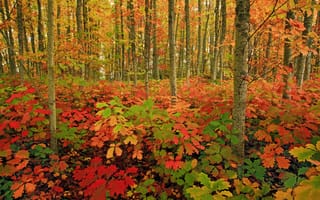 Картинка листья, деревья, краски, осень, лес, трава, кусты