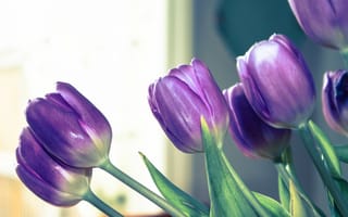 Картинка тюльпаны, цветы, лиловые, лепестки, фиолетовые