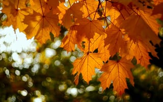 Обои листья, осень, природа