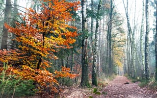 Картинка природа, осень, лес