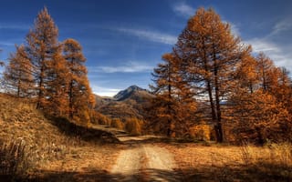 Картинка дорога, осень, деревья