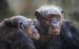 Картинка природа, обезьяны, взгляд