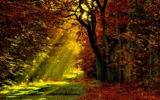 Картинка Осень, лучи, лес, свет, листва, деревья