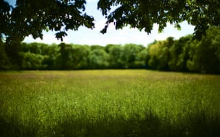 Картинка трава, солнечно, поле, боке, тень, дерево