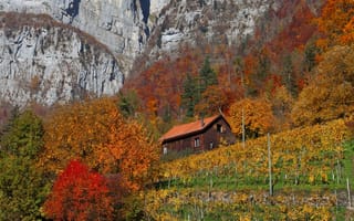 Картинка осень, горы, склон, виноградник, деревья, дом, скалы