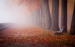 Картинка листья, осень, туман, улица, скамья, город