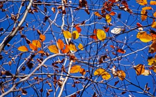 Картинка листья, небо, ветки, осень