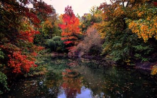 Картинка листья, отражение, осень, зеркало, деревья, озеро, облака