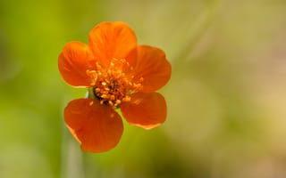 Картинка цветок, оранжевый, лепестки