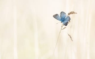 Картинка природа, бабочка