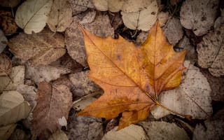Картинка листья, осень, природа