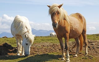 Обои лошади, пастбище, кони