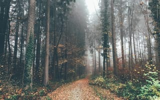 Картинка листья, деревья, туман, лес, путь, осень