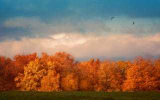 Картинка облака, небо, деревья, птицы, полет, поля, осень