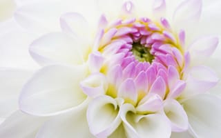 Картинка цветок, белый, сиреневый, хризантема