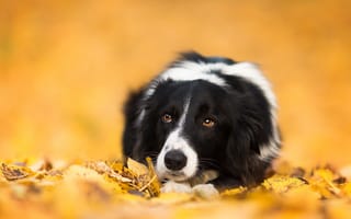 Картинка друг, собака, осень, взгляд