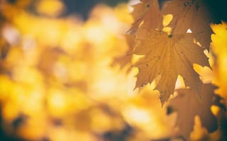 Картинка осень, природа, листья