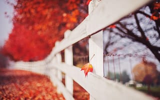 Картинка осень, забор, лист