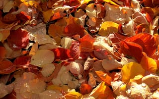 Картинка осень, линии, краски, рендеринг, капли, листья
