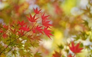 Картинка багрянец, ветка, клен, осень, листья