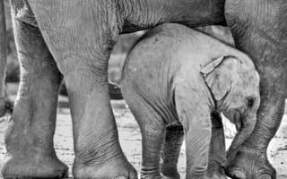 Картинка природа, слоны, Африка