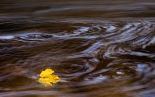 Обои река, осень, лист