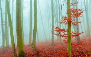 Картинка природа, лес, осень