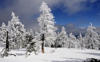 Обои зима, деревья, снег