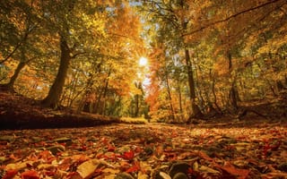 Обои листья, природа, осень