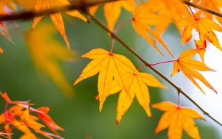 Картинка природа, осень, листья, цвет
