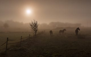 Картинка поле, ночь, кони
