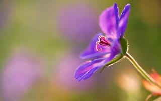 Картинка цветок, герань, фиолетовый