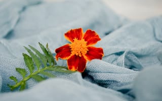Картинка одеяло, лист, цветок