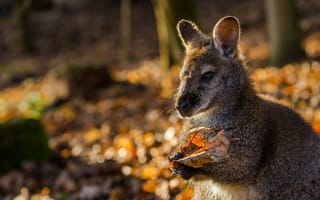 Картинка осень, природа, кенгуру
