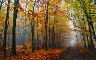 Картинка лес, осень, дорога
