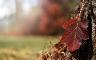 Картинка природа, осень, лист