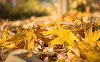 Картинка осень, природа, макро, листья