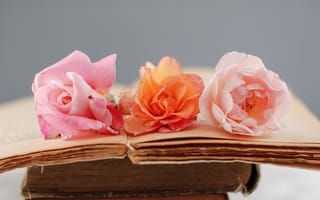 Картинка цветы, роза, книги, страницы, старые, оранжевая, розовая