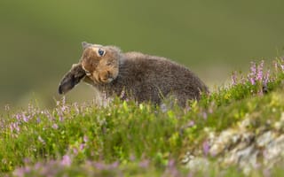 Картинка природа, лето, Mountain Hare