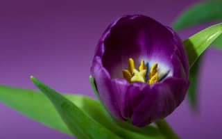 Картинка тюльпан, лепестки, лиловый, фиолетовый