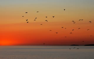 Картинка чайки, закат, оранжевое небо, полет, над морем, горизонт